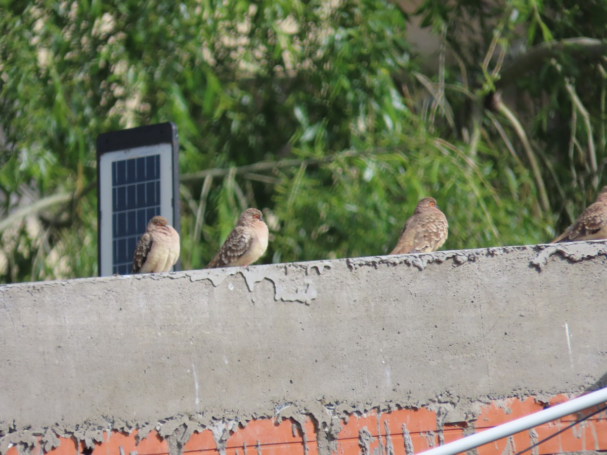 Bare-faced Ground Dove - ML643552637