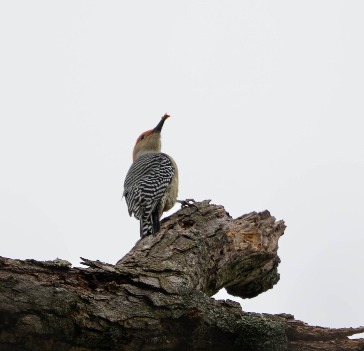 Red-bellied Woodpecker - ML643552638