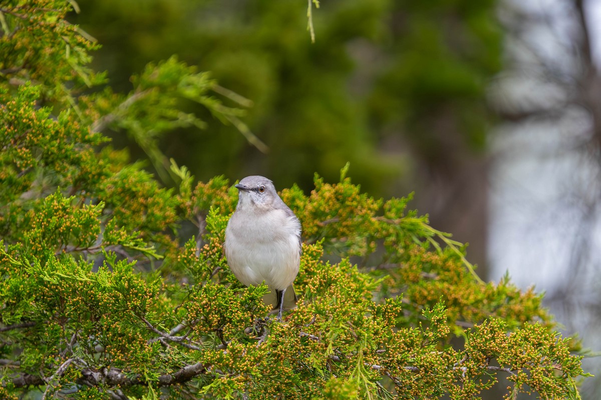 Northern Mockingbird - ML643552639