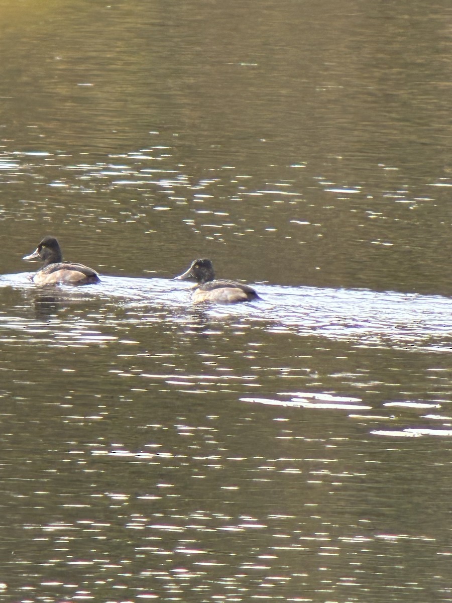 Ring-necked Duck - ML643552640