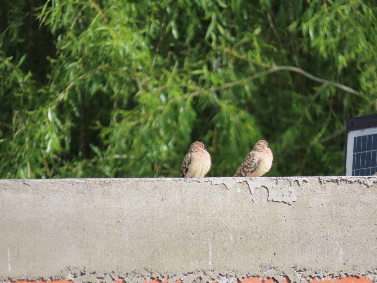 Bare-faced Ground Dove - ML643552642