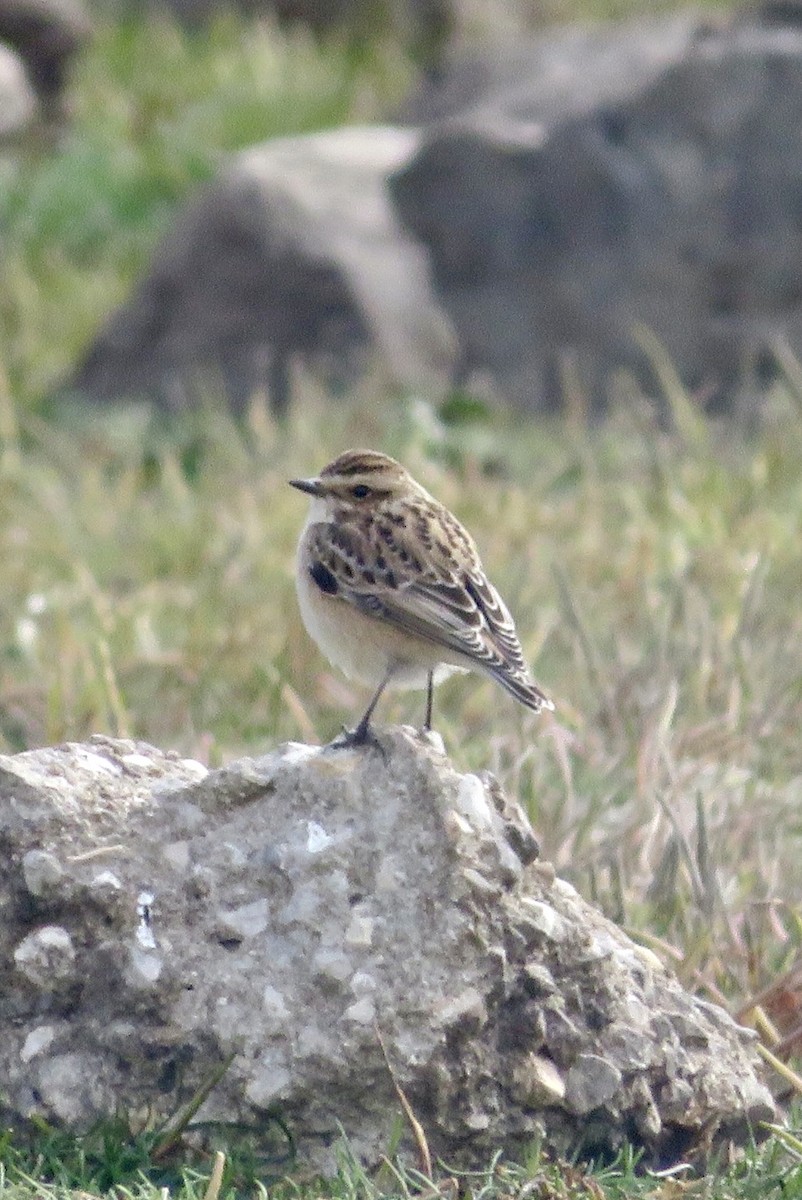 Whinchat - ML643552644