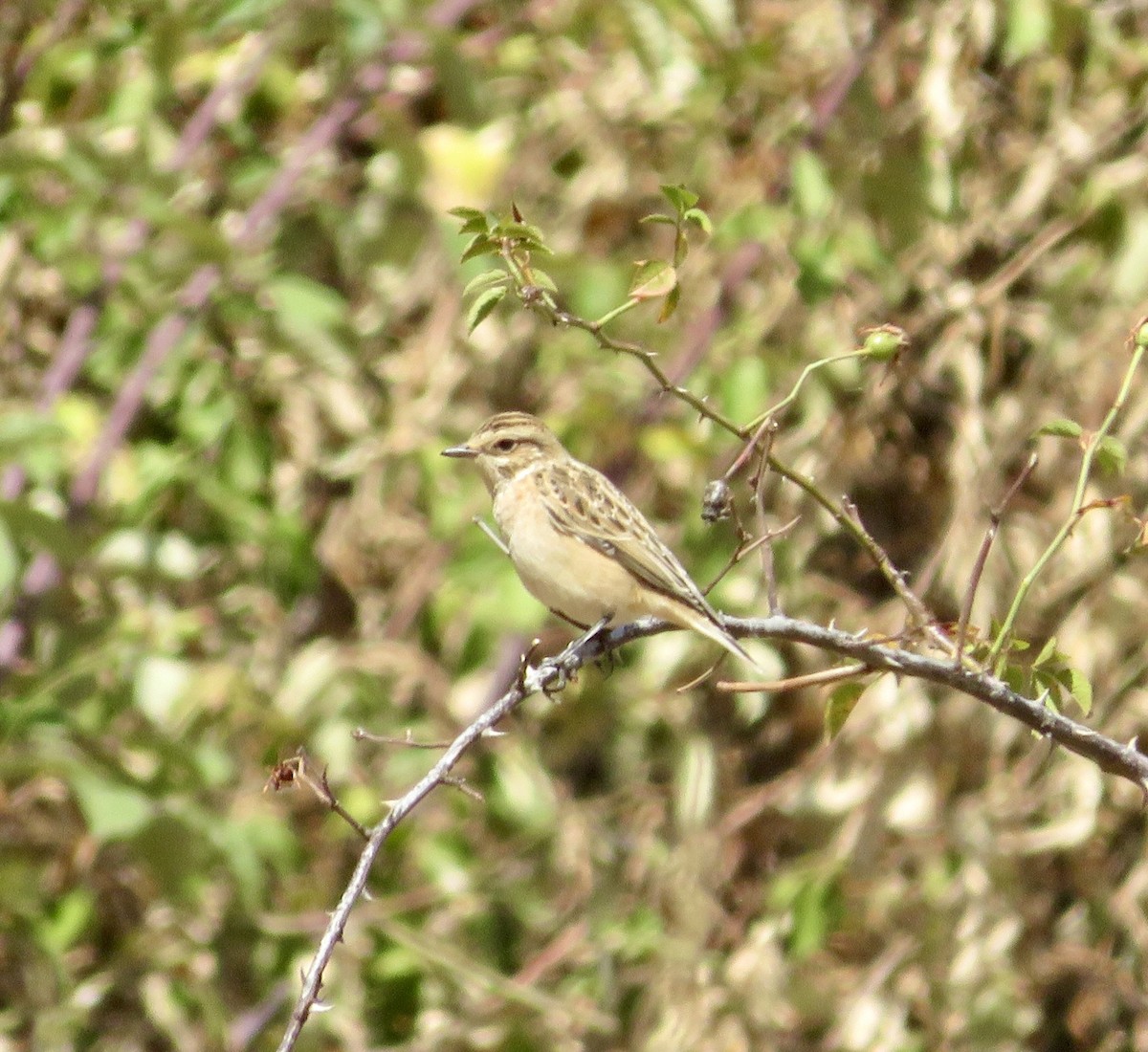 Whinchat - ML643552645