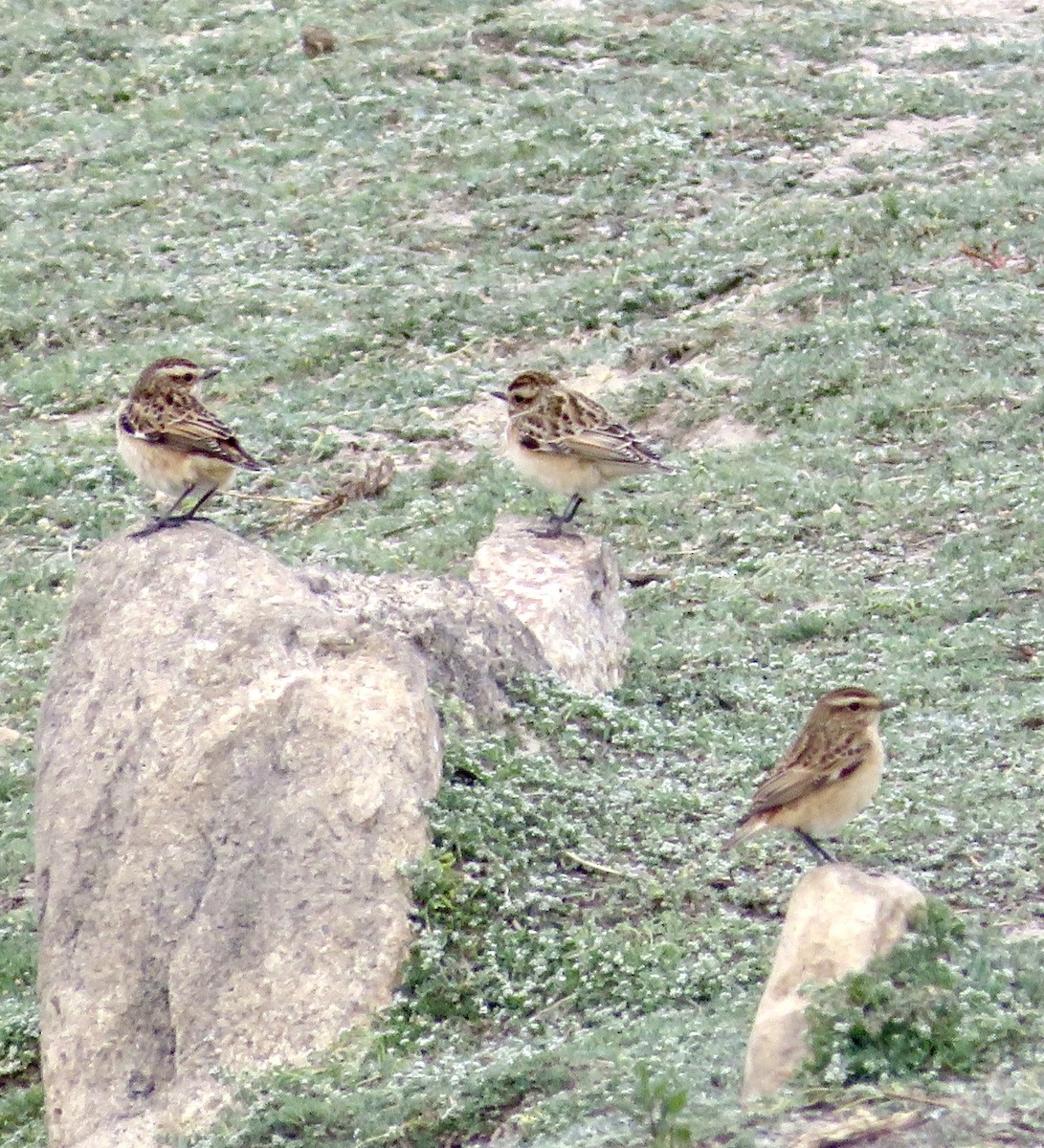Whinchat - ML643552646
