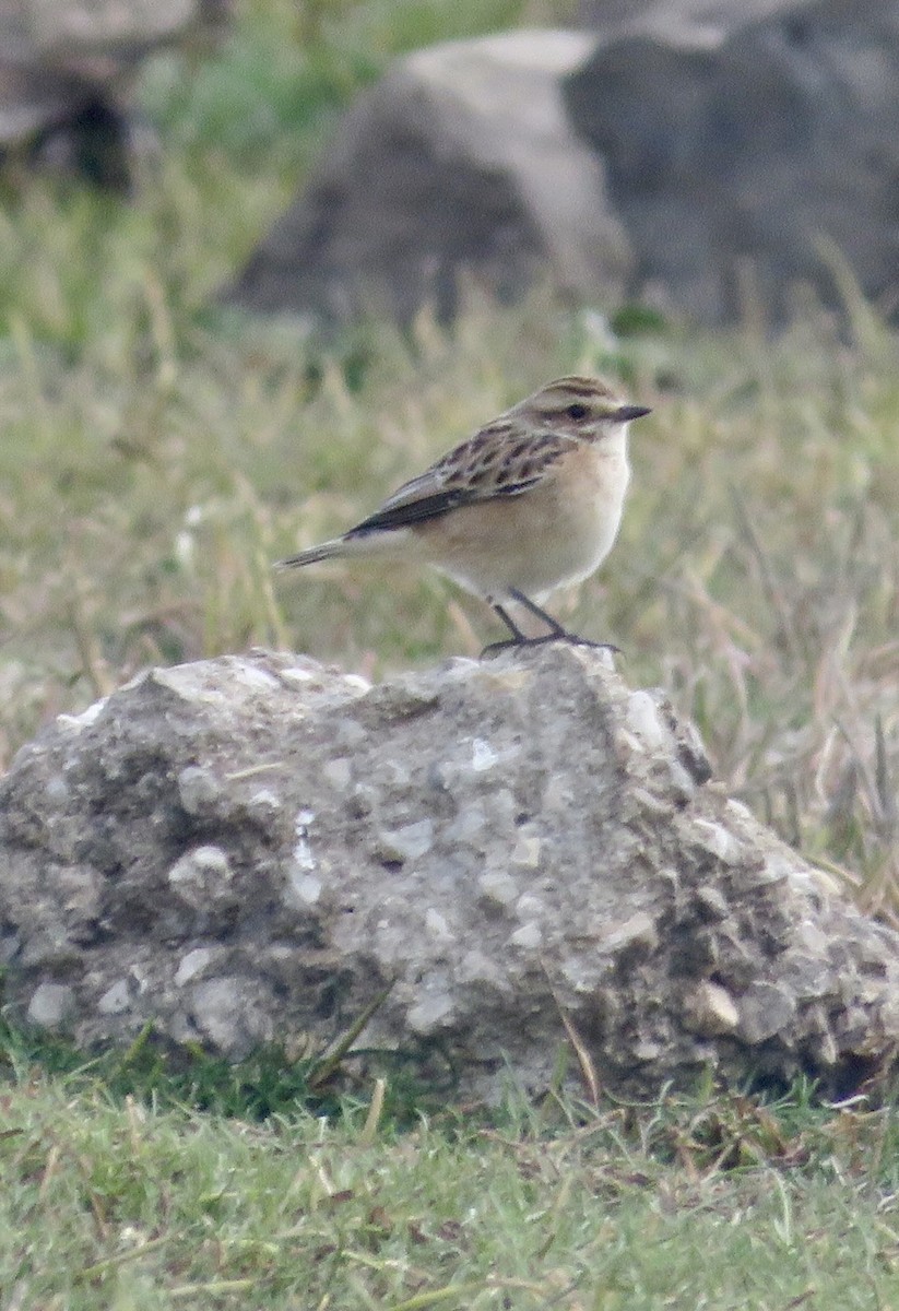 Whinchat - ML643552647
