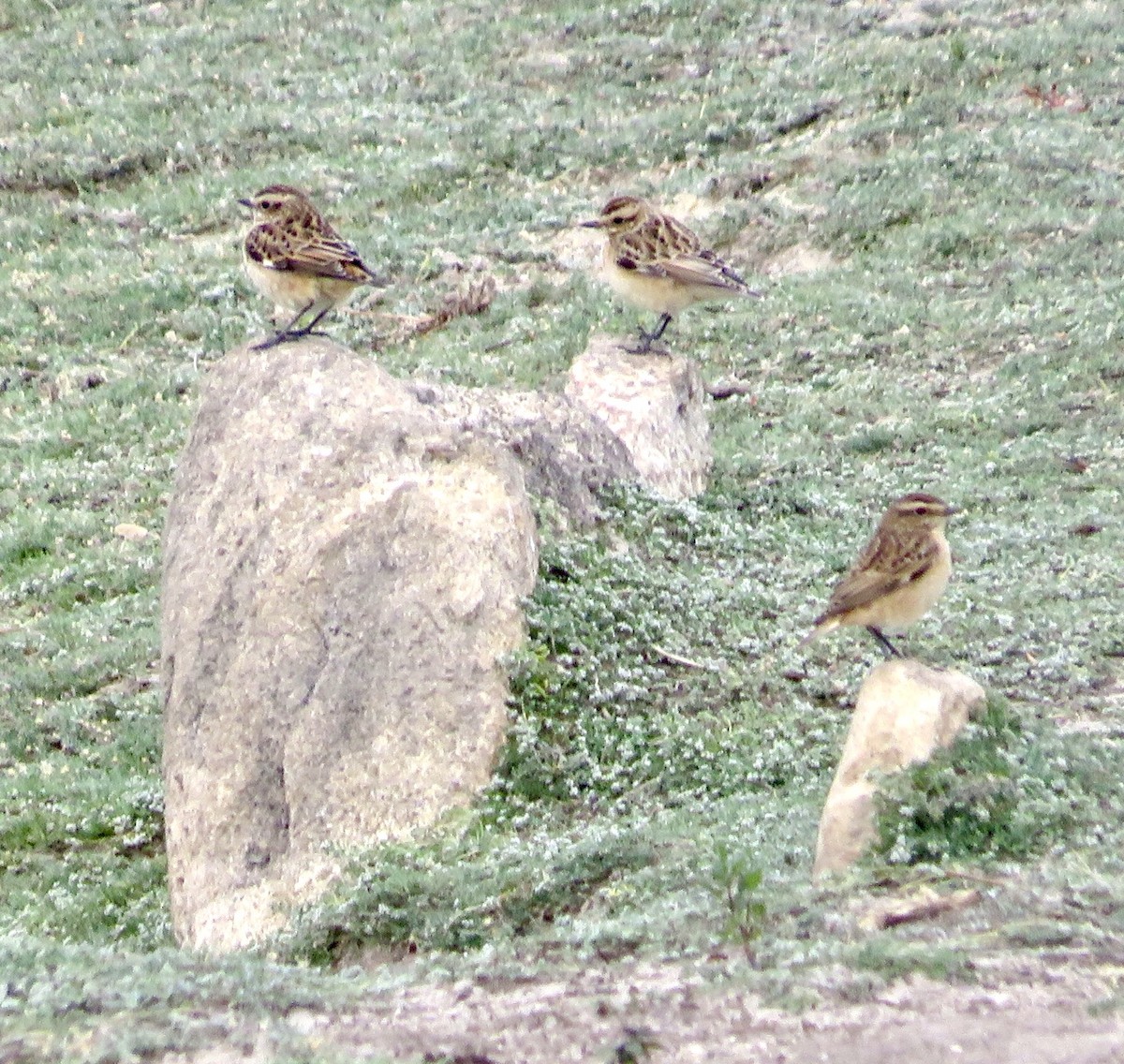 Whinchat - ML643552648