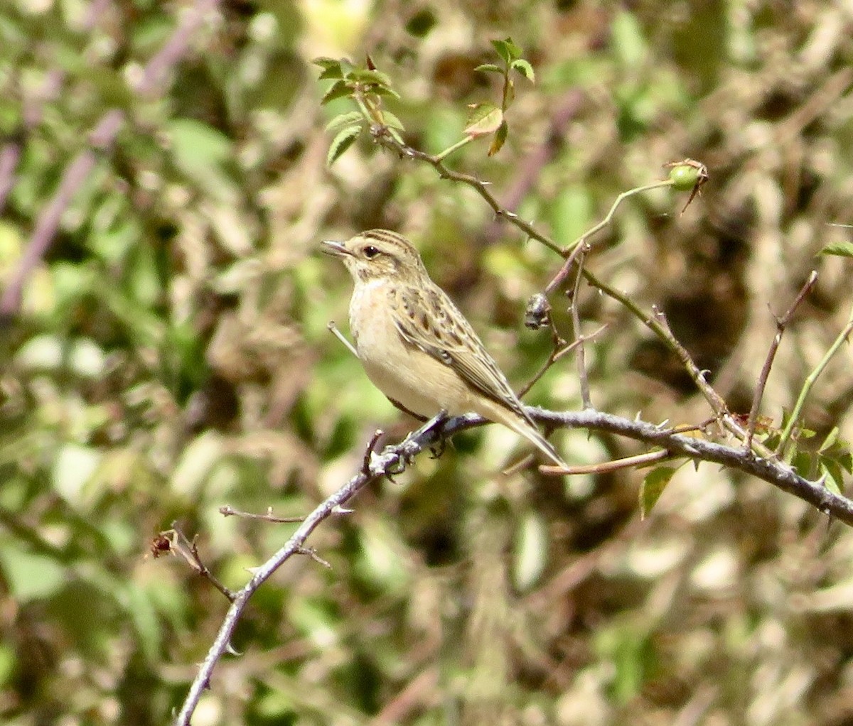 Whinchat - ML643552649