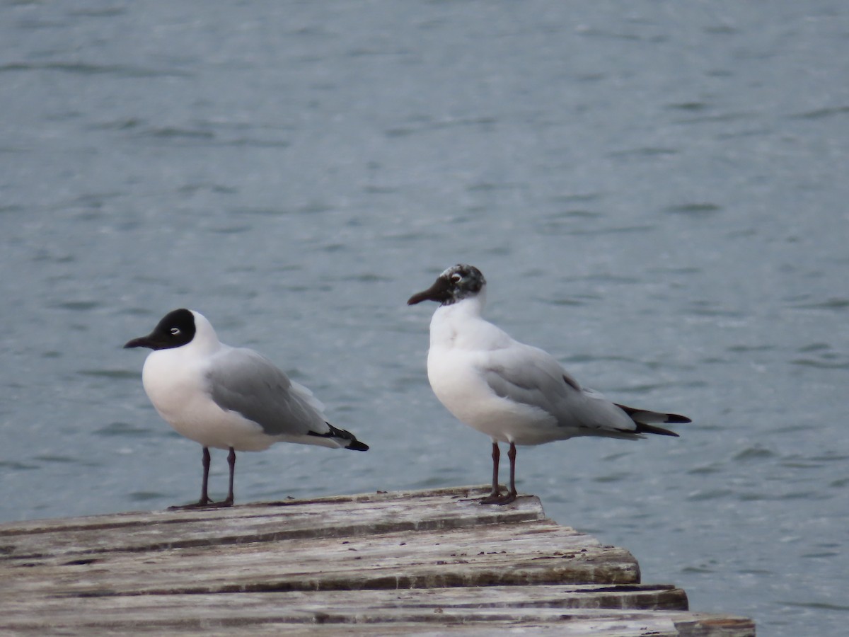 Andean Gull - ML643552650