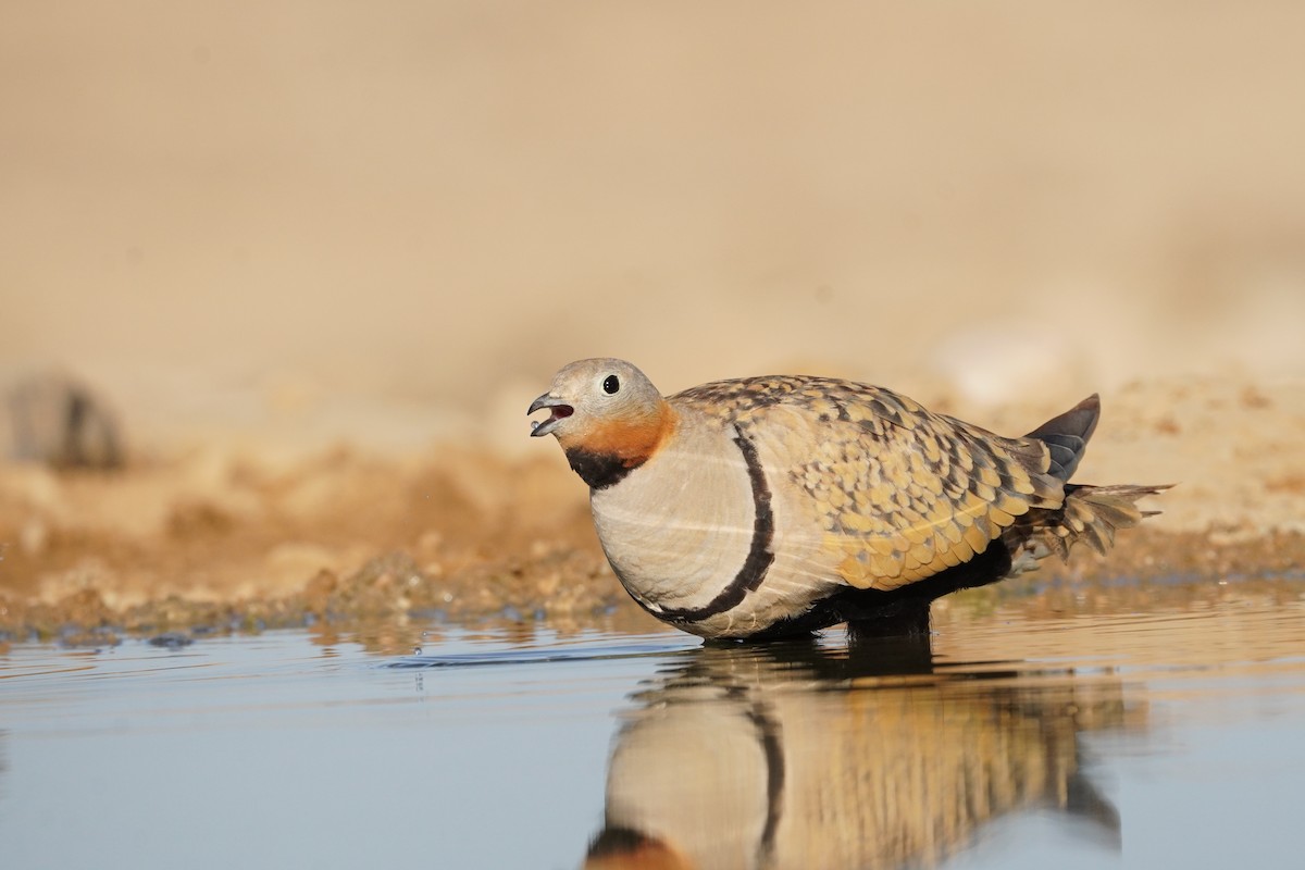 Black-bellied Sandgrouse - ML643552651