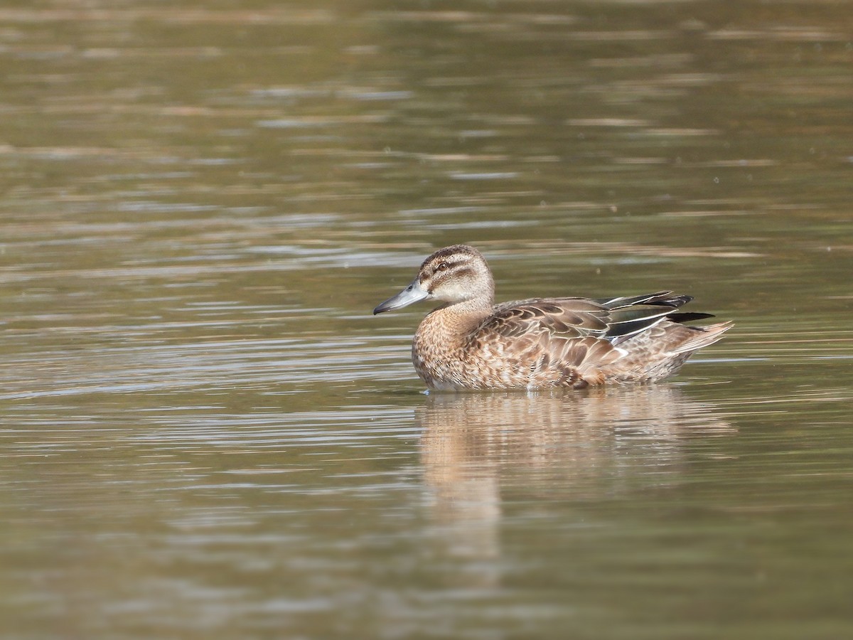 Garganey - ML643552652