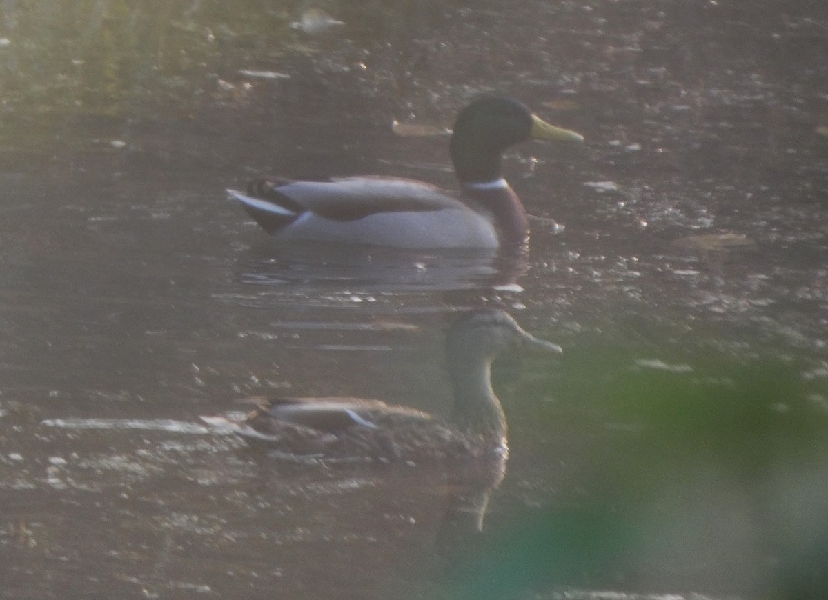 Mallard - ML643552653