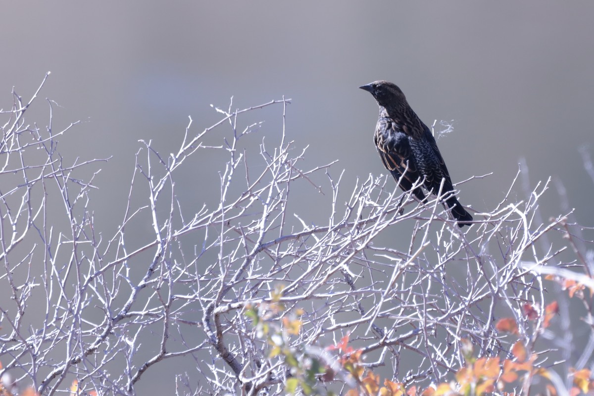 Red-winged Blackbird - ML643552654