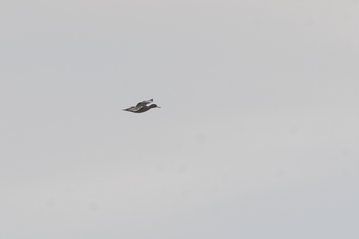 Yellow-billed Teal (flavirostris) - ML643552655
