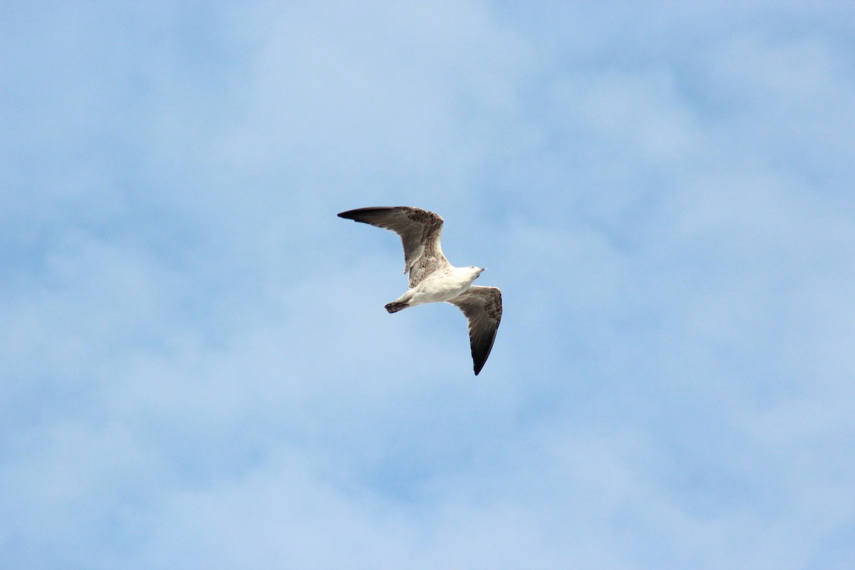 Yellow-legged Gull - ML643552656