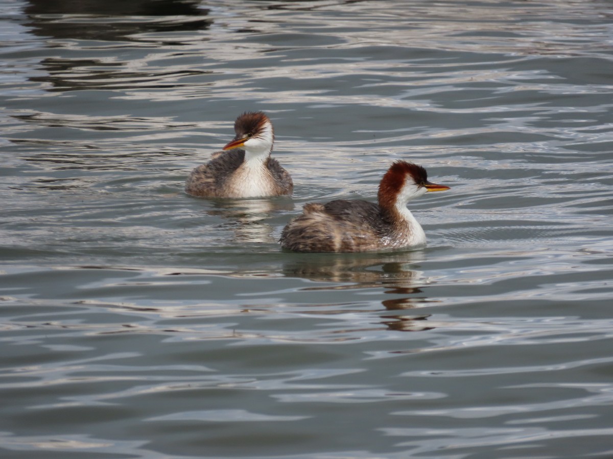 Titicaca Grebe - ML643552657