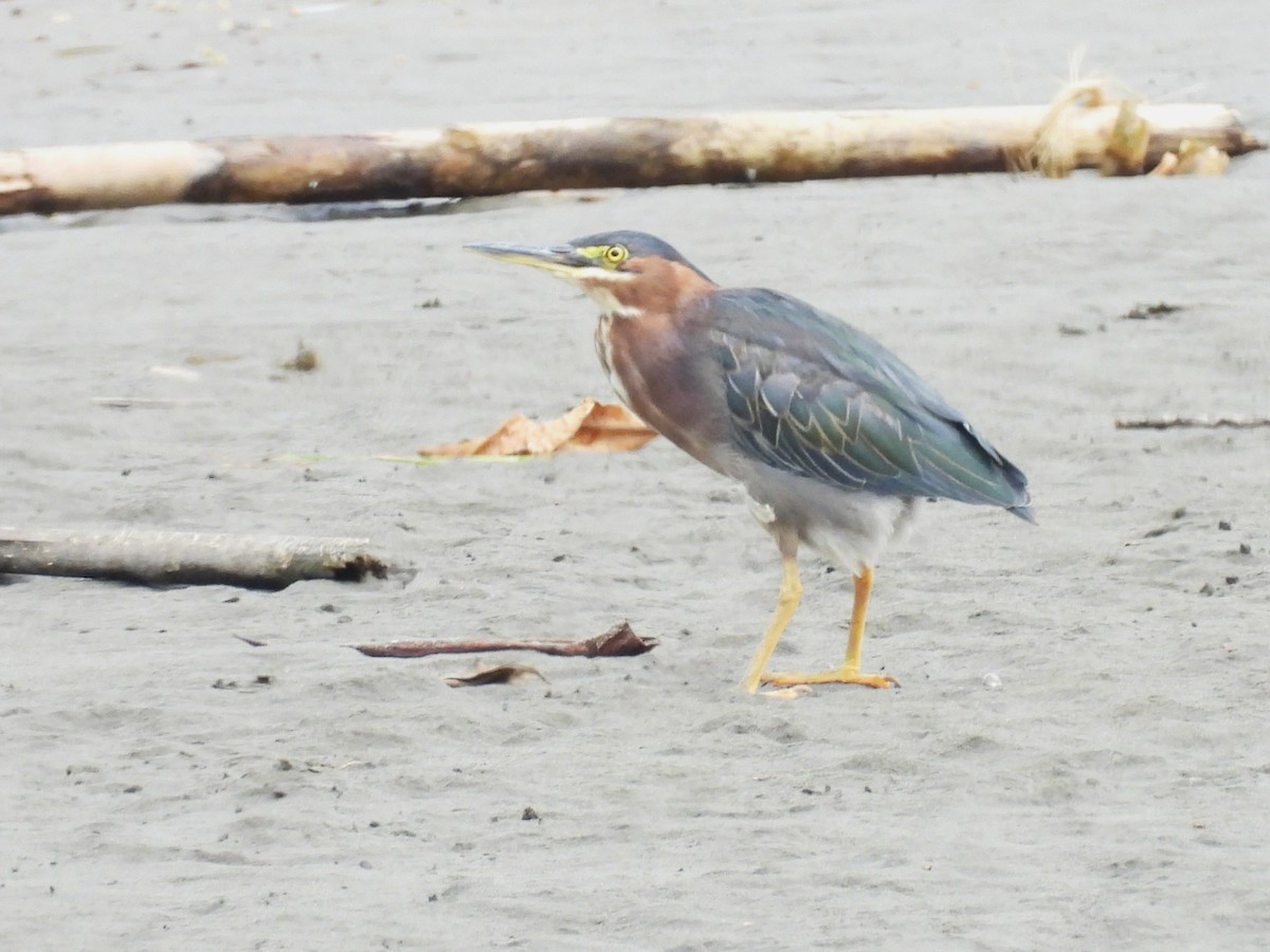 Green Heron - ML643552658
