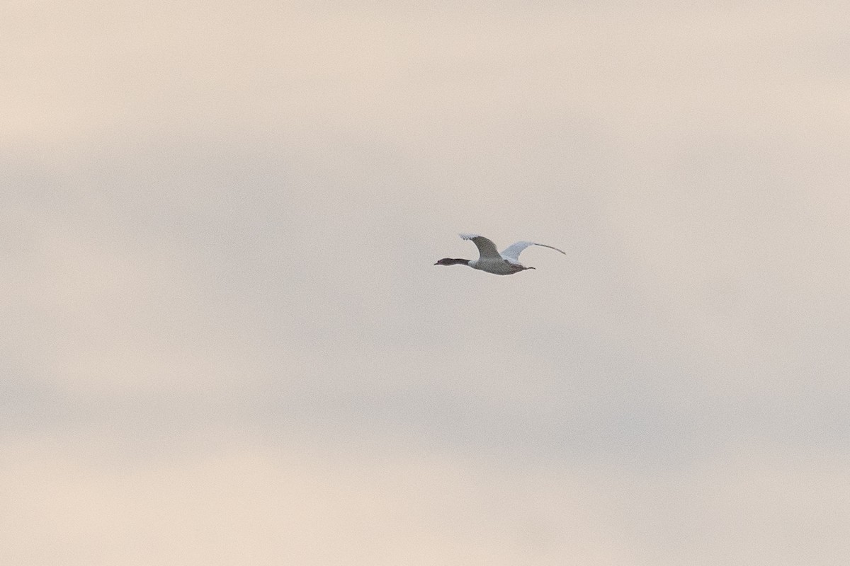 Black-necked Swan - ML643552659