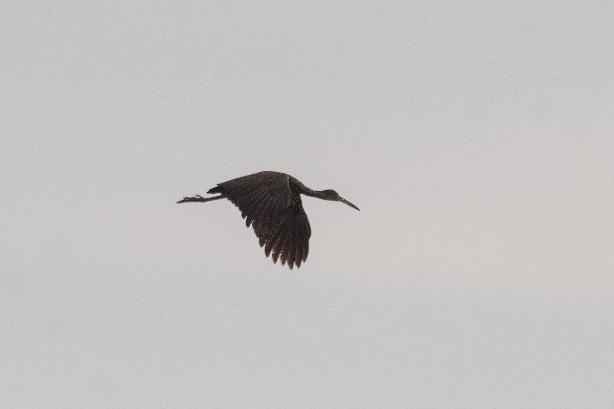 Limpkin - ML643552661