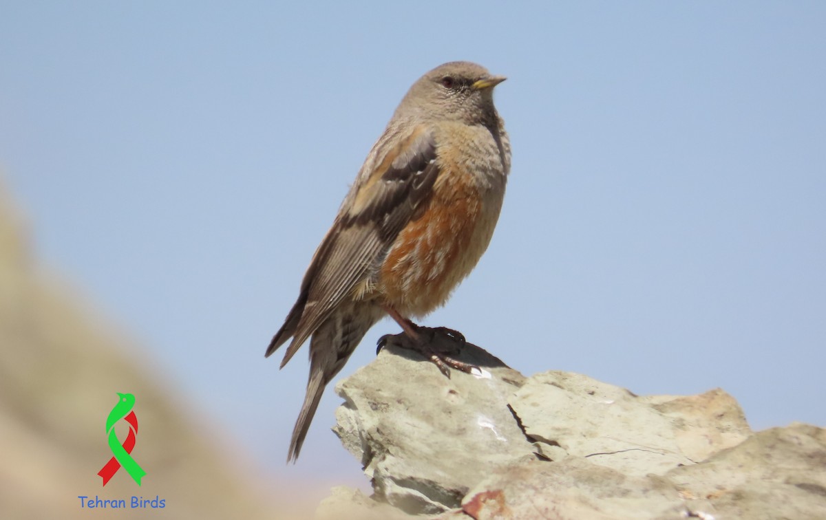Alpine Accentor - ML643552663