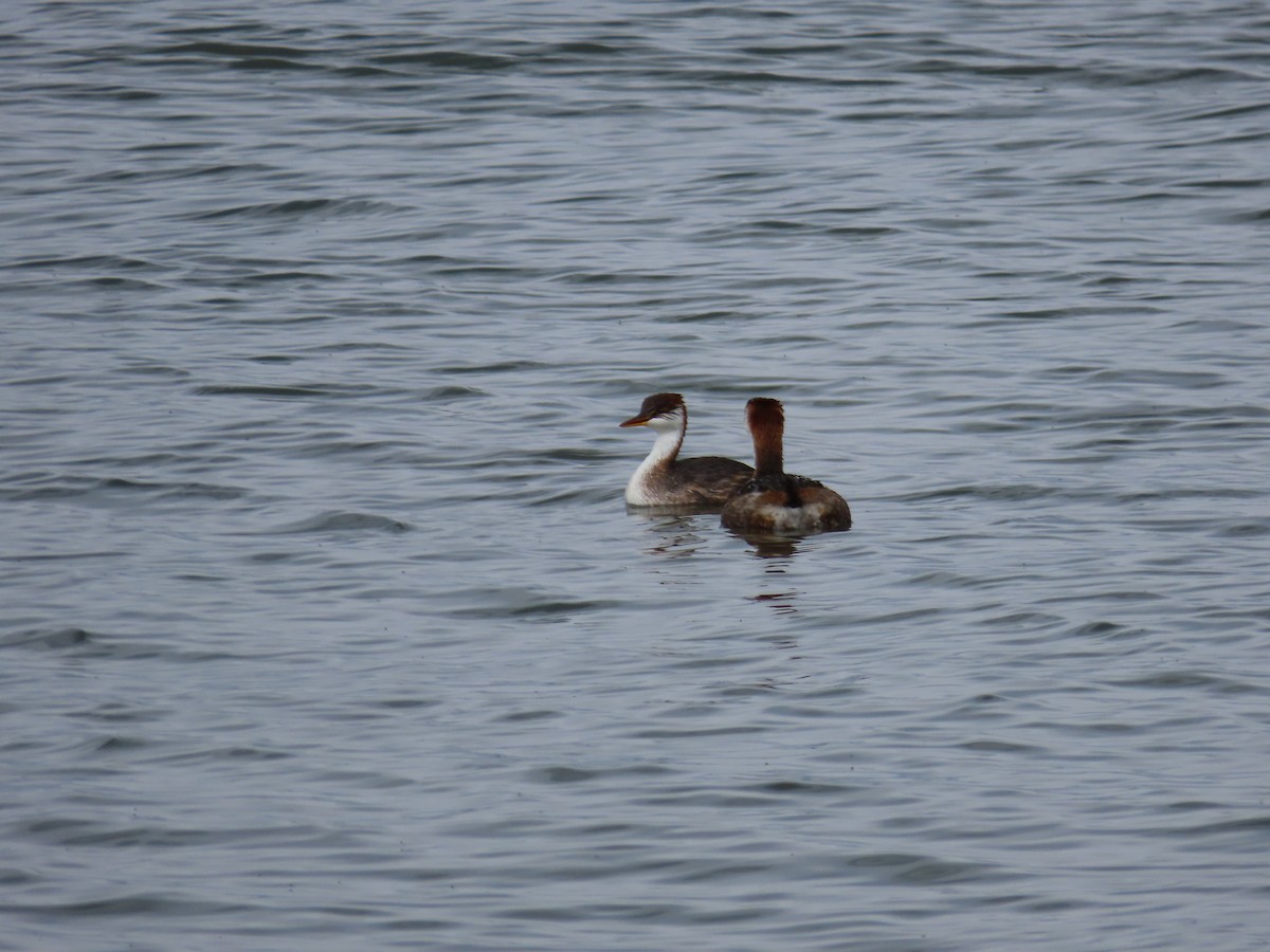 Titicaca Grebe - ML643552666