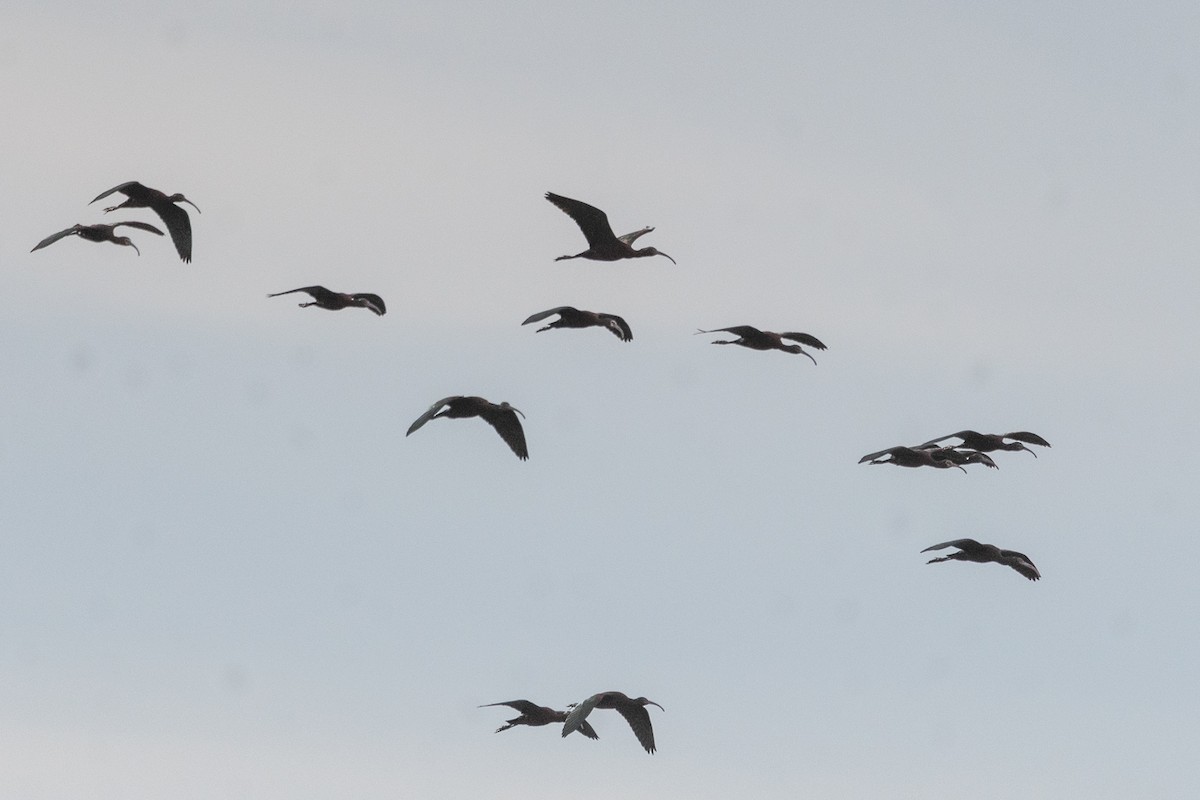 White-faced Ibis - ML643552667