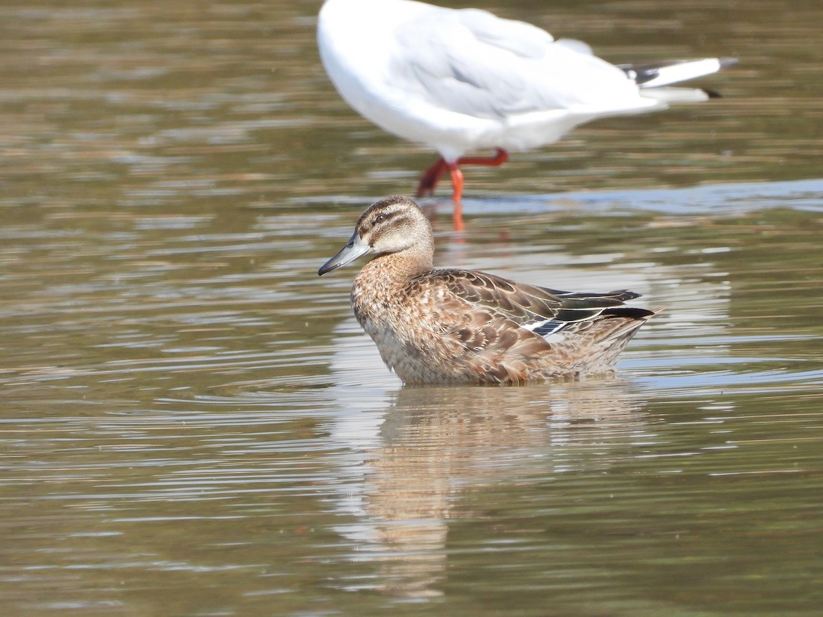 Garganey - ML643552669
