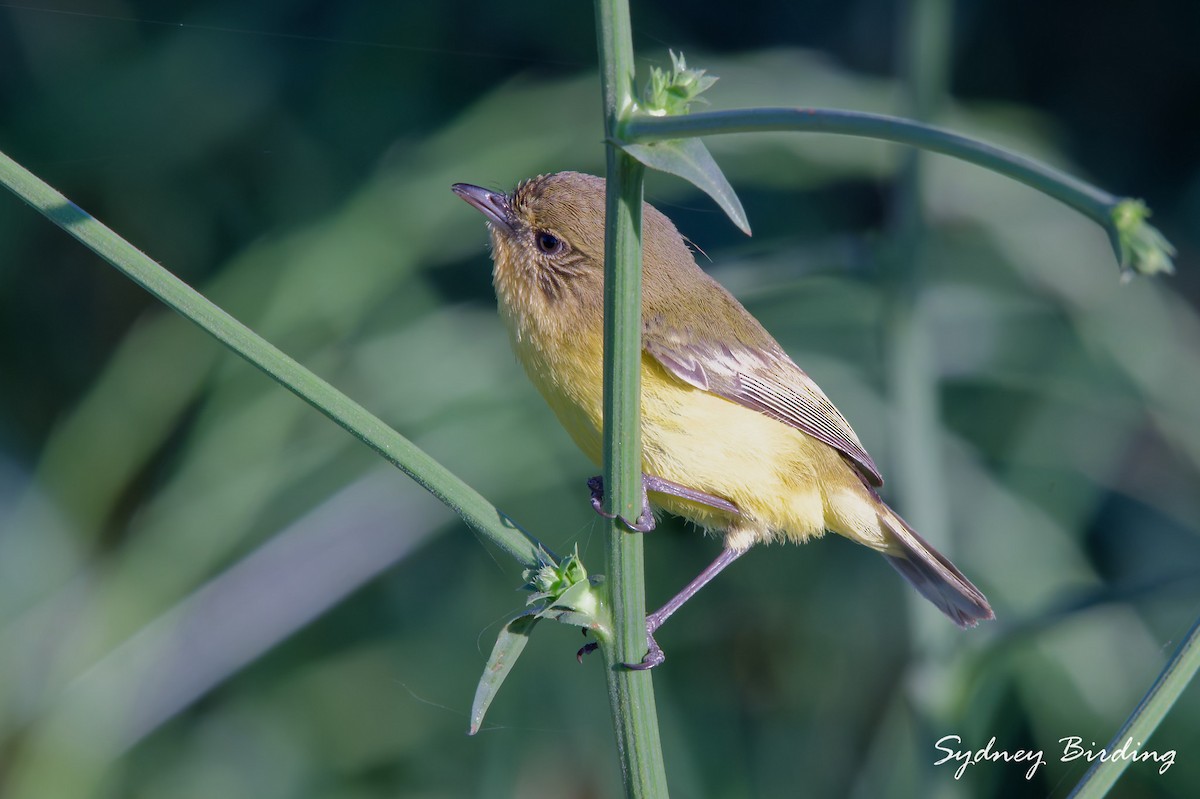 Yellow Thornbill - ML643552670