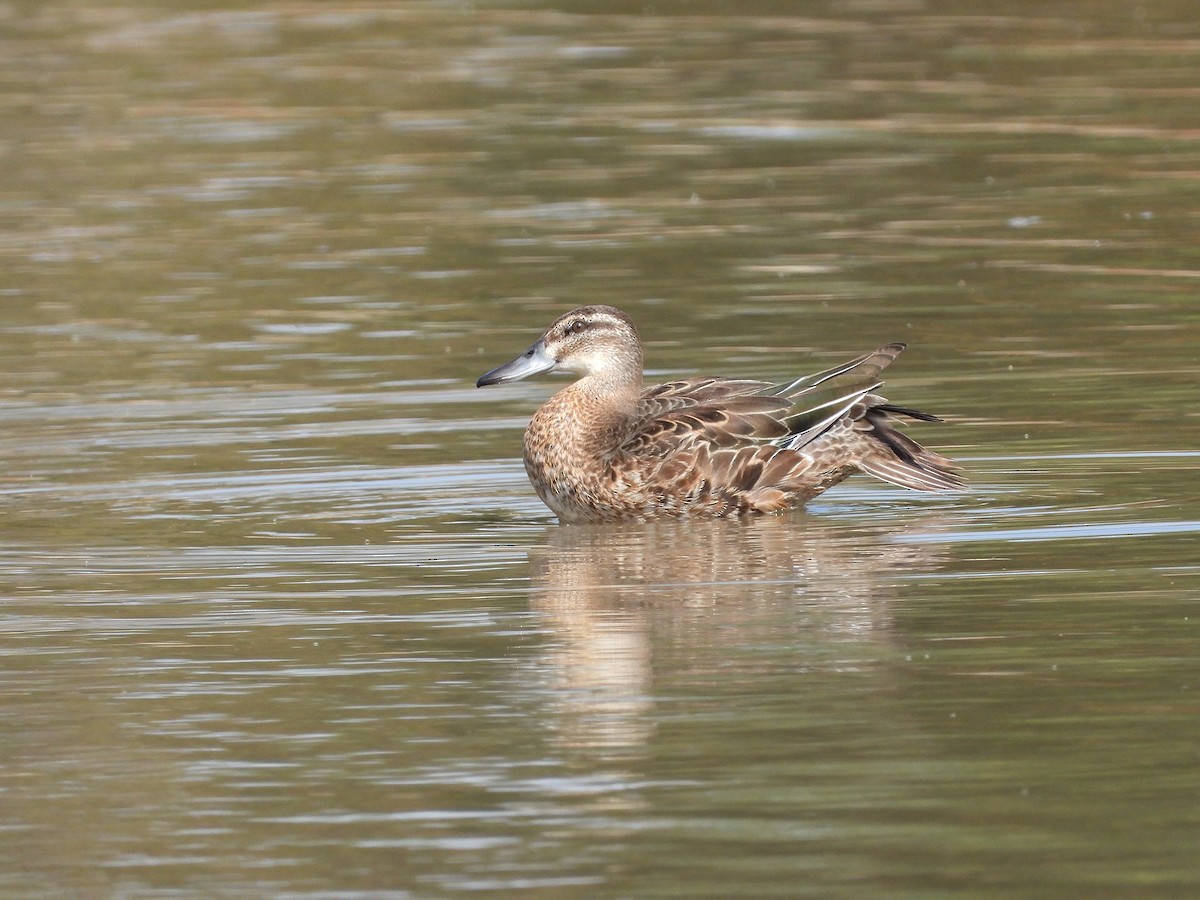 Garganey - ML643552681