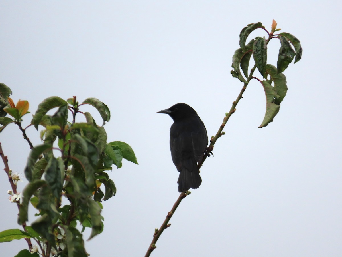 Yellow-winged Blackbird - ML643552682