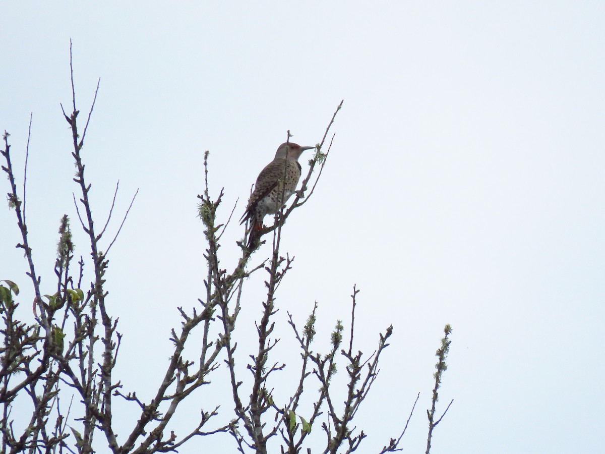 Northern Flicker - ML643552688