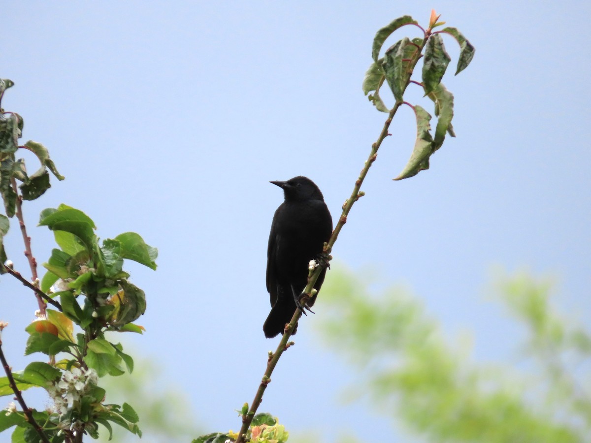 Yellow-winged Blackbird - ML643552690