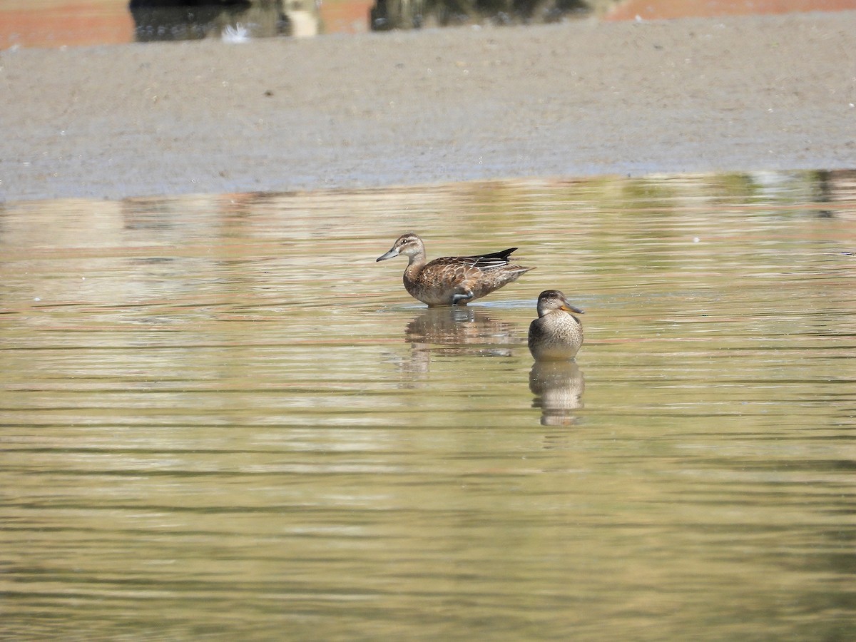Garganey - ML643552698