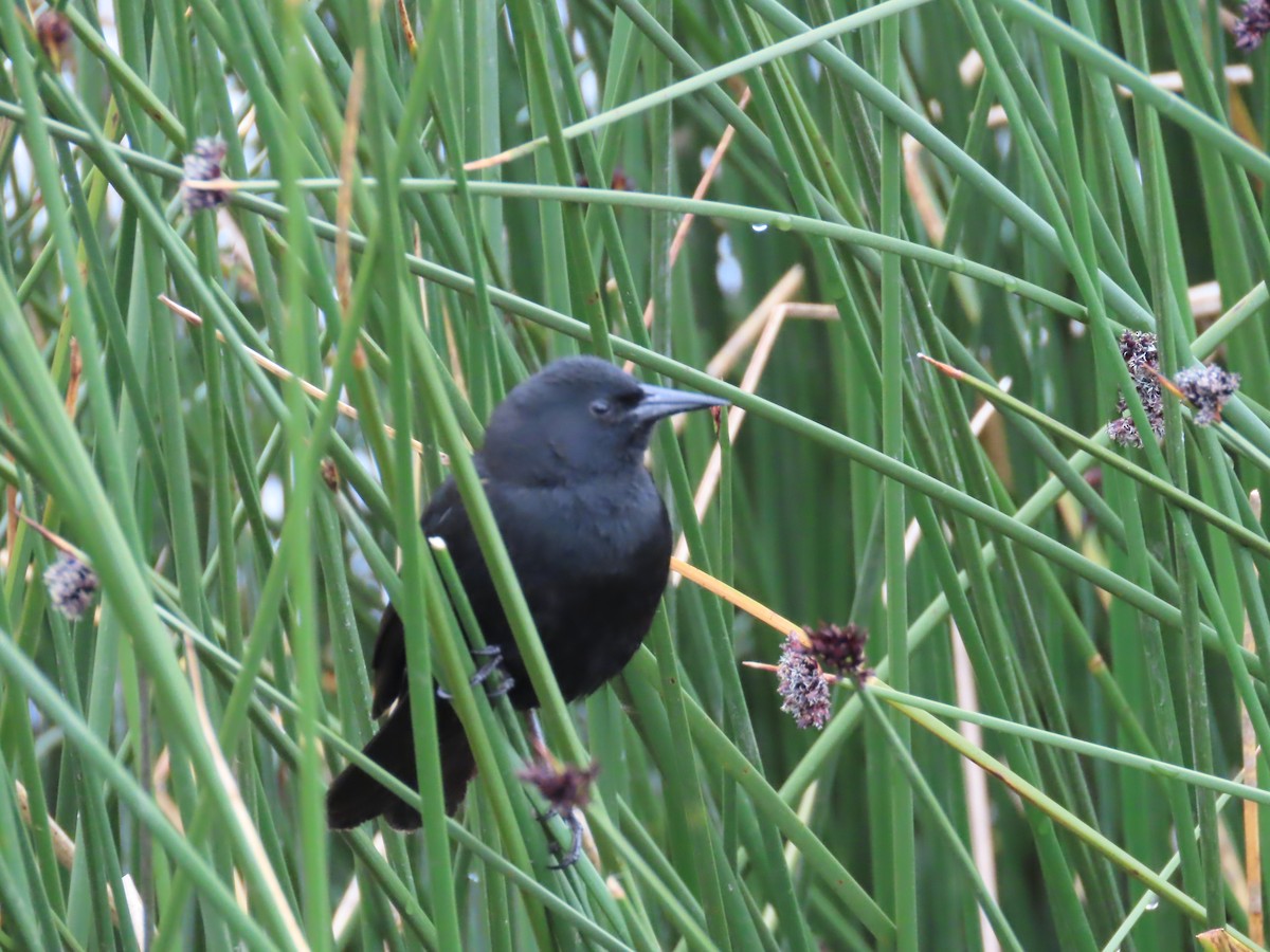 Yellow-winged Blackbird - ML643552703