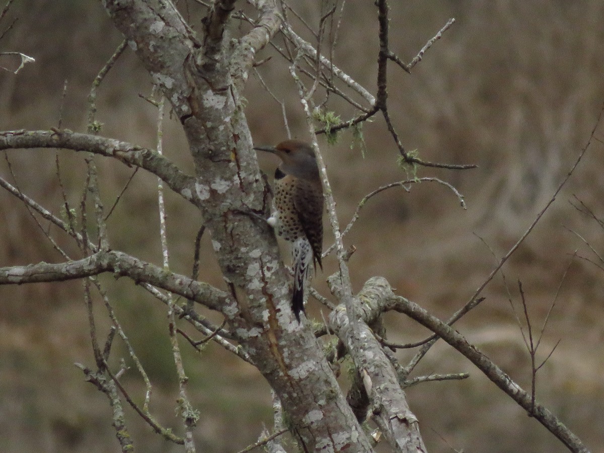 Northern Flicker - ML643552718