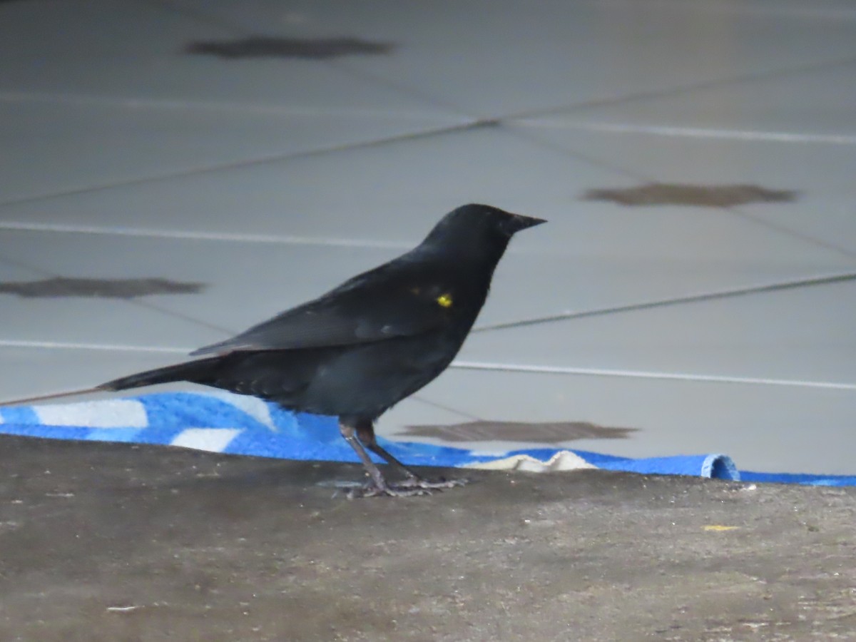 Yellow-winged Blackbird - ML643552719