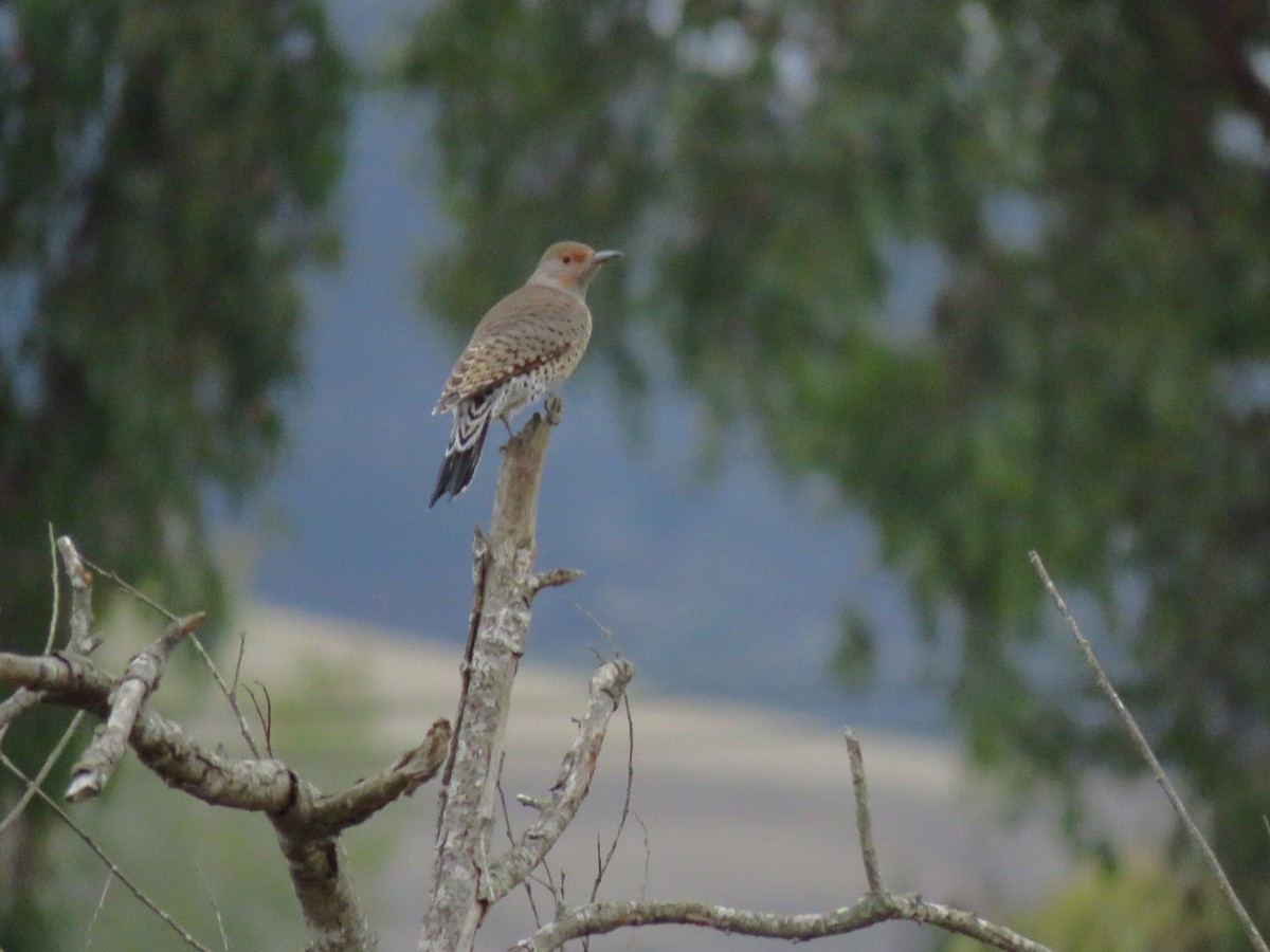 Northern Flicker - ML643552737