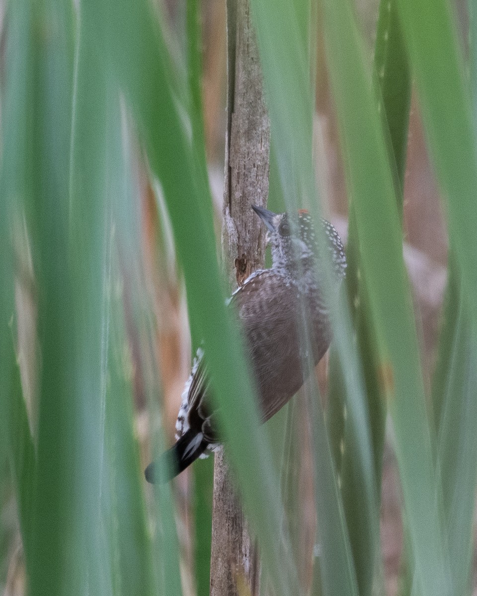 Carpinterito Variable - ML643552740