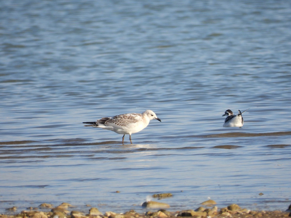 Mediterranean Gull - ML643552746