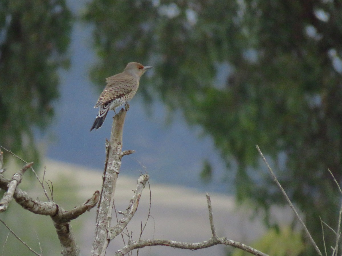 Northern Flicker - ML643552749