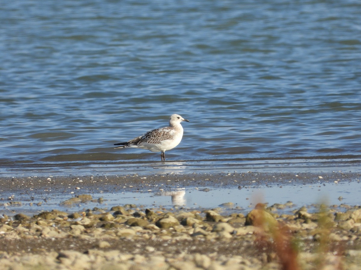 Mediterranean Gull - ML643552753