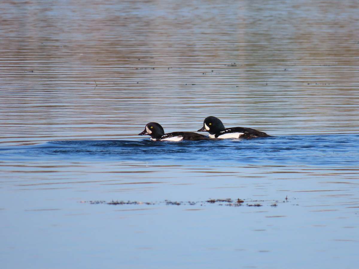 Barrow's Goldeneye - ML643552760