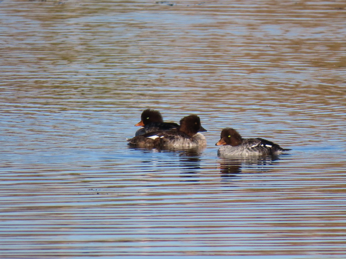 Barrow's Goldeneye - ML643552761