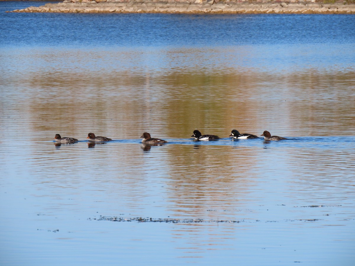 Barrow's Goldeneye - ML643552762