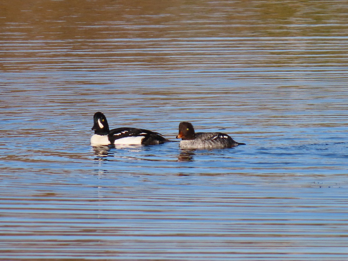 Barrow's Goldeneye - ML643552763