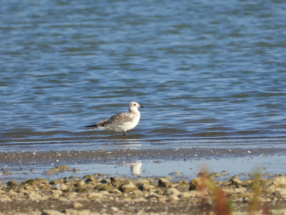 Mediterranean Gull - ML643552766
