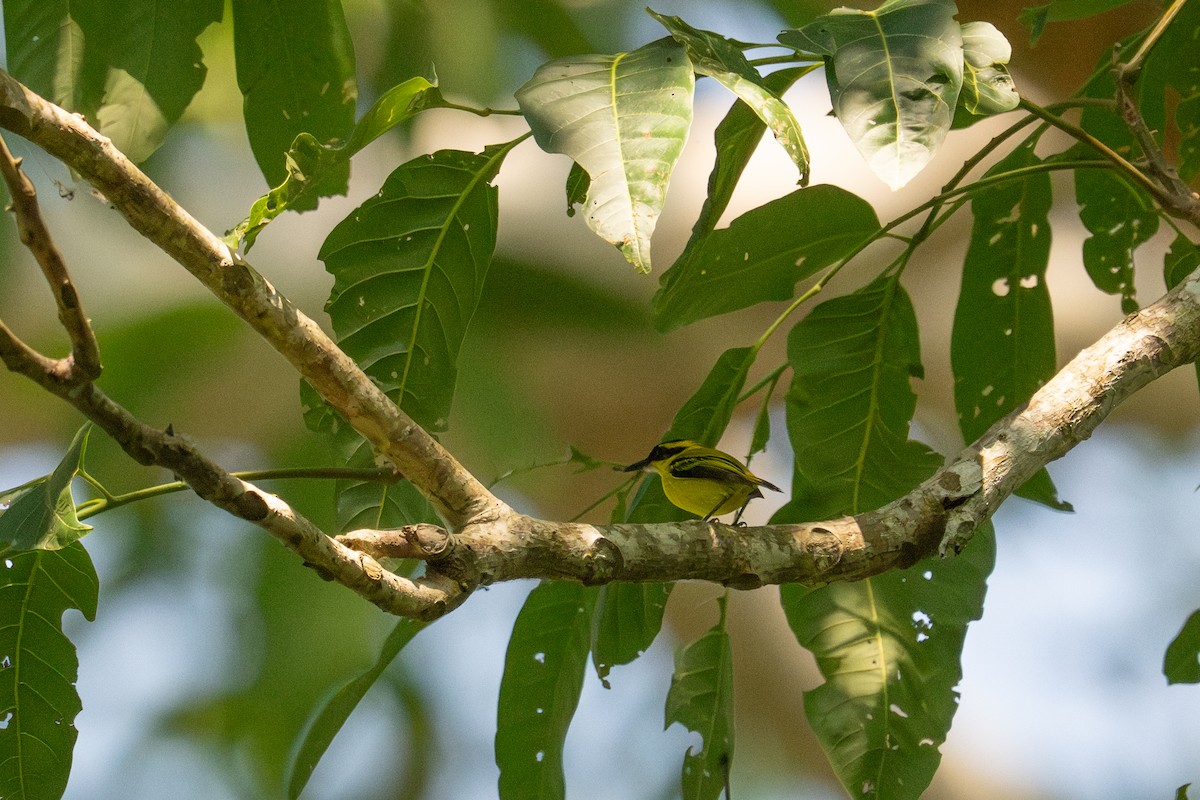 Yellow-browed Tody-Flycatcher - ML643552798