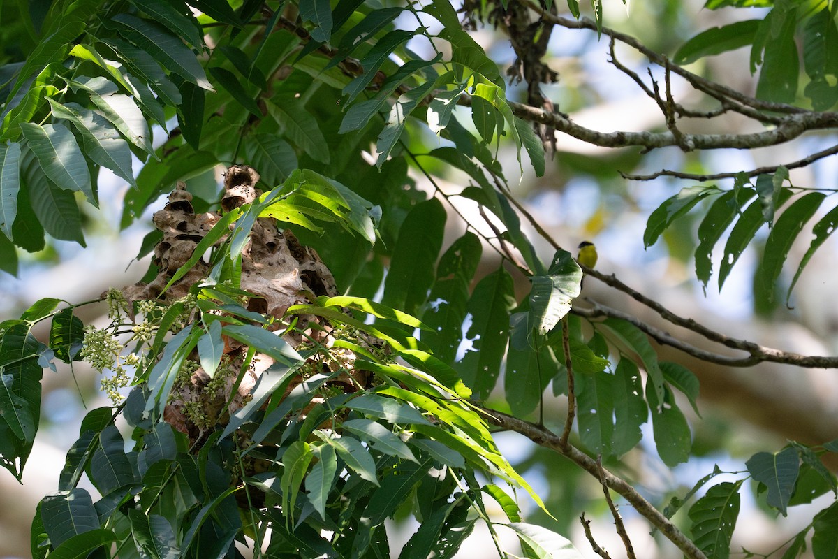 Yellow-browed Tody-Flycatcher - ML643552799