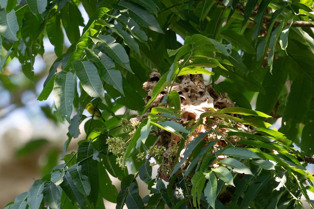 Yellow-browed Tody-Flycatcher - ML643552800