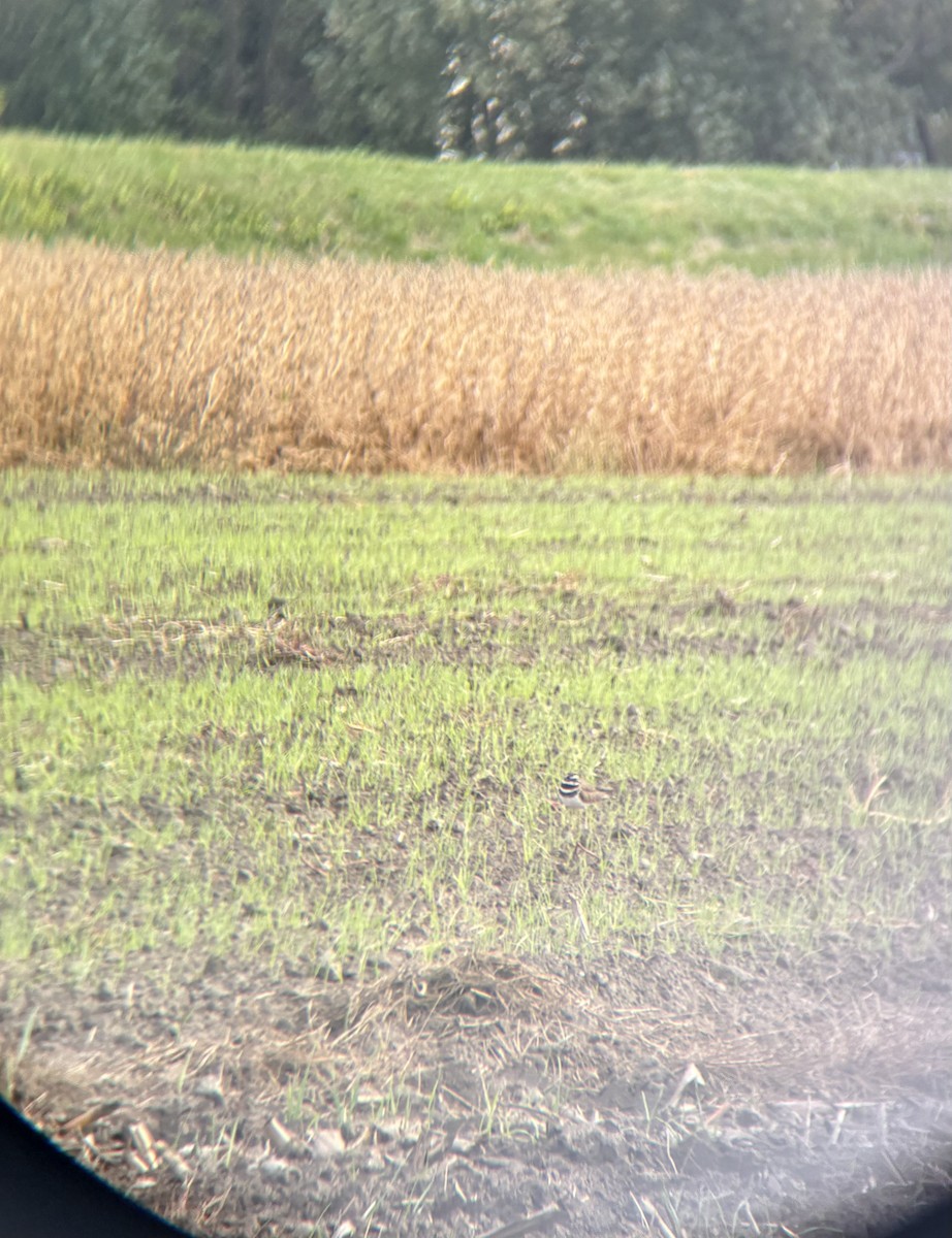 Killdeer - ML643552805