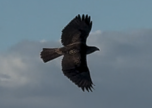 hawk sp. - ML643552829